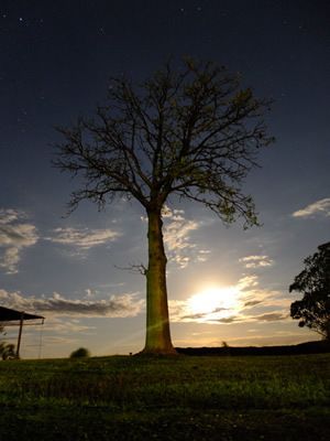Boab by moonlight